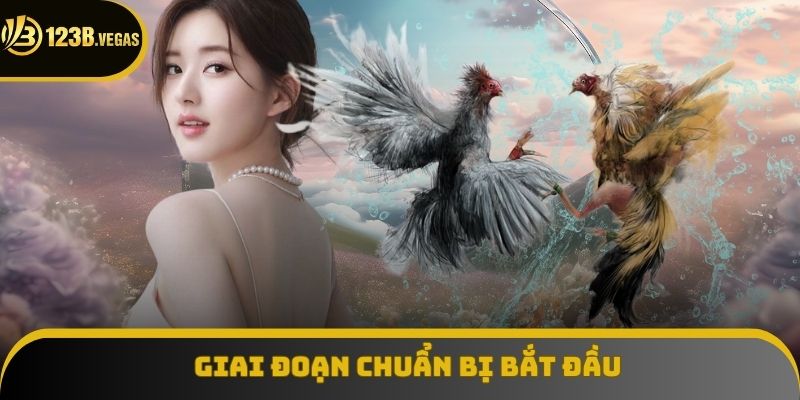 Giai đoạn chuẩn bị bắt đầu các trận đấu đá gà cựa dao
